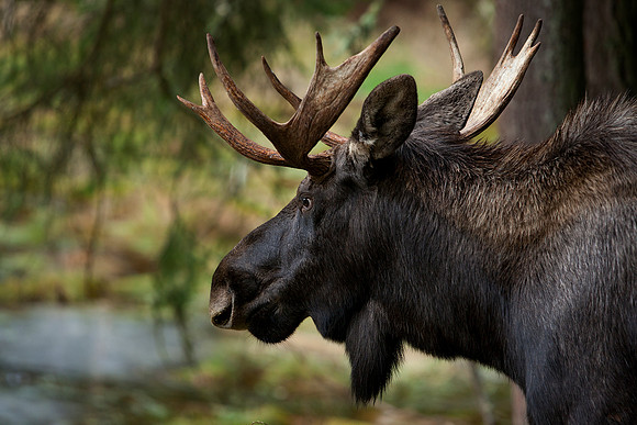 Moose