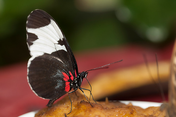 butteryfly1