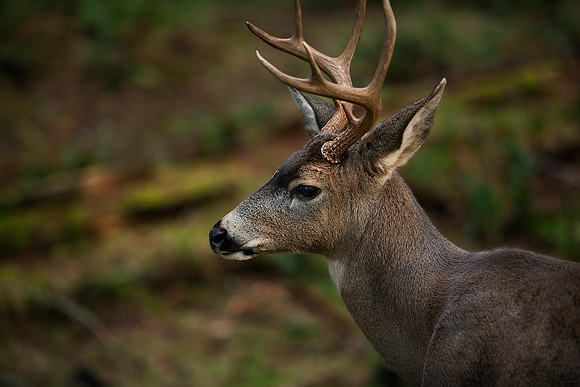 Deer