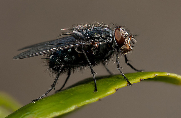 Fly
