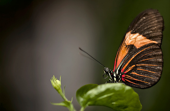 butterfly2