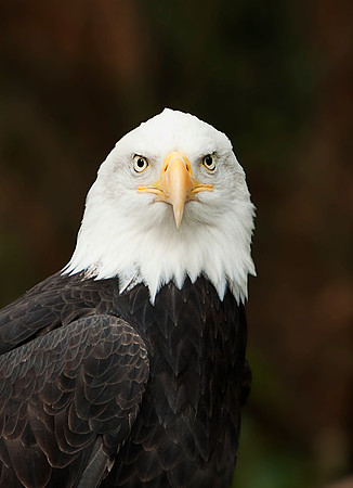 eagle1