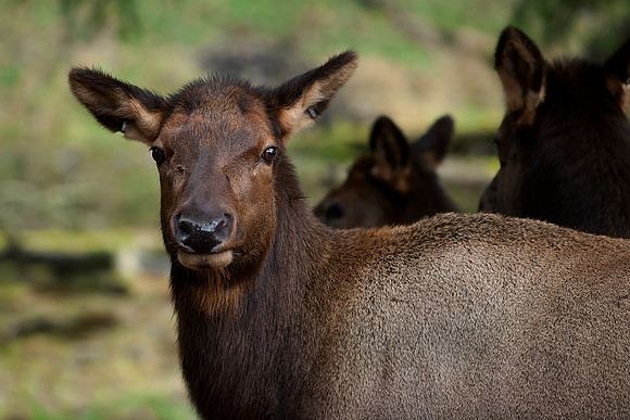 deer1